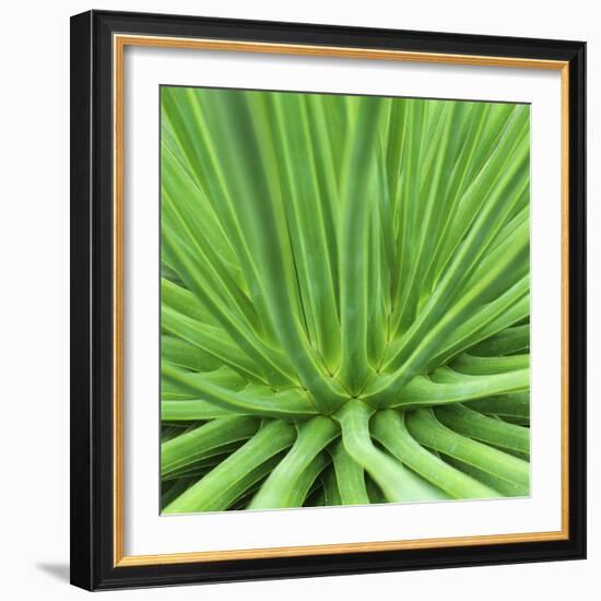 Agave Stricta-Micha Pawlitzki-Framed Photographic Print