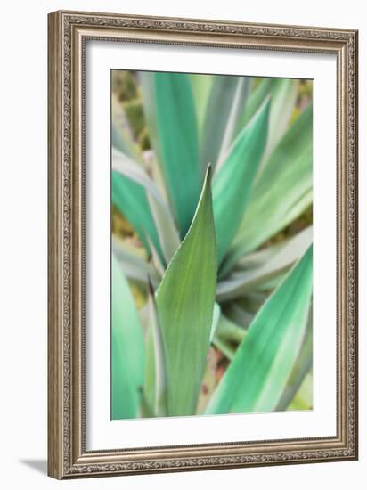 Agave Succulent #3-Alan Blaustein-Framed Photographic Print