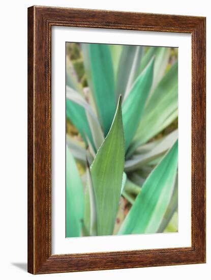 Agave Succulent #3-Alan Blaustein-Framed Photographic Print