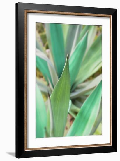 Agave Succulent #3-Alan Blaustein-Framed Photographic Print