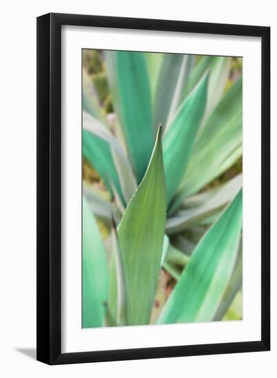 Agave Succulent #3-Alan Blaustein-Framed Photographic Print