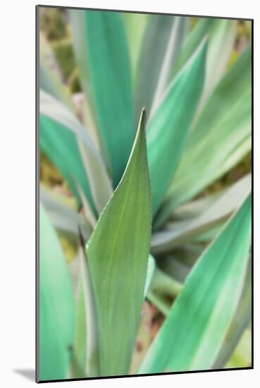 Agave Succulent #3-Alan Blaustein-Mounted Photographic Print