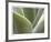 Agave V-Joy Doherty-Framed Giclee Print