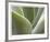 Agave V-Joy Doherty-Framed Giclee Print