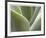 Agave V-Joy Doherty-Framed Giclee Print