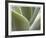 Agave V-Joy Doherty-Framed Giclee Print