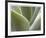 Agave V-Joy Doherty-Framed Giclee Print