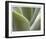 Agave V-Joy Doherty-Framed Limited Edition