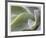 Agave VI-Joy Doherty-Framed Giclee Print