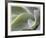 Agave VI-Joy Doherty-Framed Giclee Print