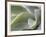 Agave VI-Joy Doherty-Framed Giclee Print