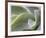 Agave VI-Joy Doherty-Framed Giclee Print