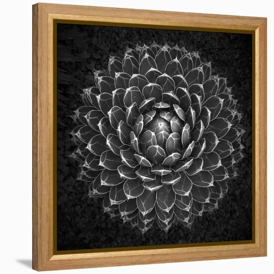 Agave Victoria-Moises Levy-Framed Premier Image Canvas