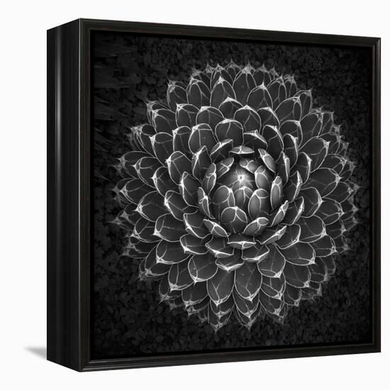 Agave Victoria-Moises Levy-Framed Premier Image Canvas