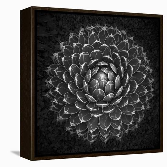 Agave Victoria-Moises Levy-Framed Premier Image Canvas