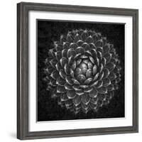 Agave Victoria-Moises Levy-Framed Photographic Print