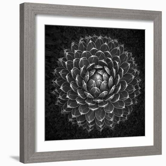 Agave Victoria-Moises Levy-Framed Photographic Print