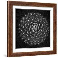Agave Victoria-Moises Levy-Framed Photographic Print