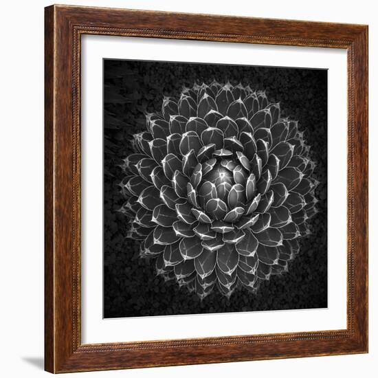 Agave Victoria-Moises Levy-Framed Photographic Print