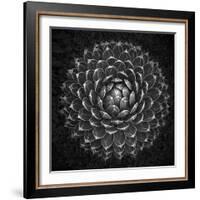 Agave Victoria-Moises Levy-Framed Photographic Print