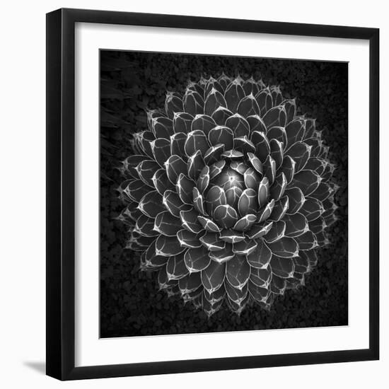 Agave Victoria-Moises Levy-Framed Photographic Print