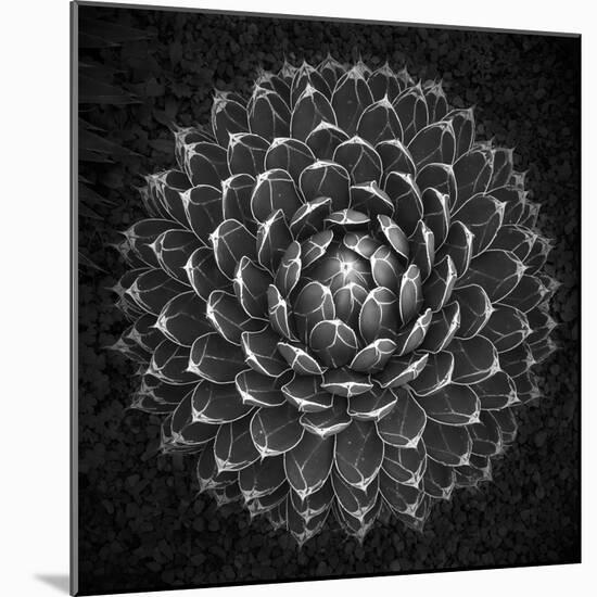 Agave Victoria-Moises Levy-Mounted Photographic Print