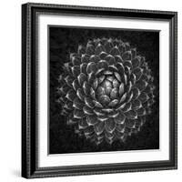 Agave Victoria-Moises Levy-Framed Photographic Print