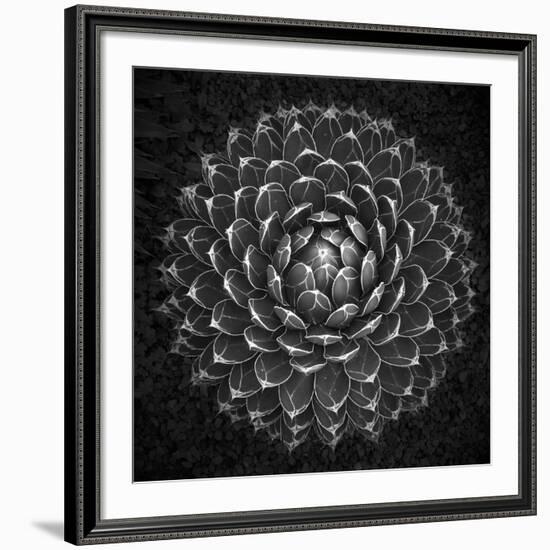 Agave Victoria-Moises Levy-Framed Giclee Print