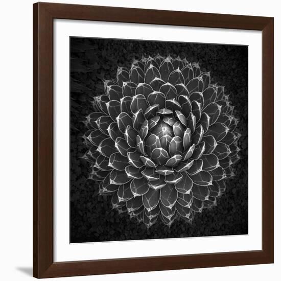 Agave Victoria-Moises Levy-Framed Giclee Print