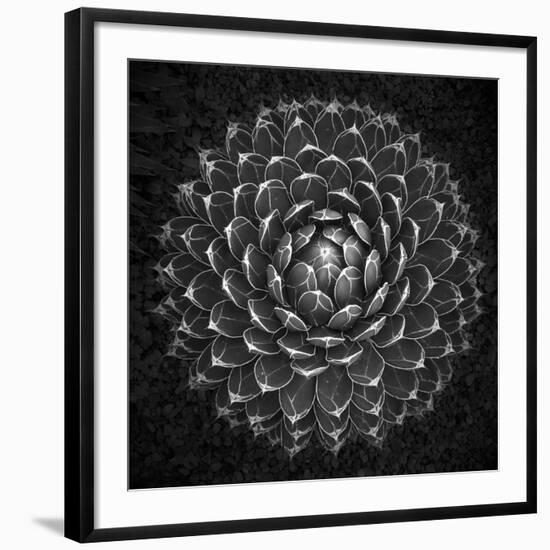 Agave Victoria-Moises Levy-Framed Giclee Print