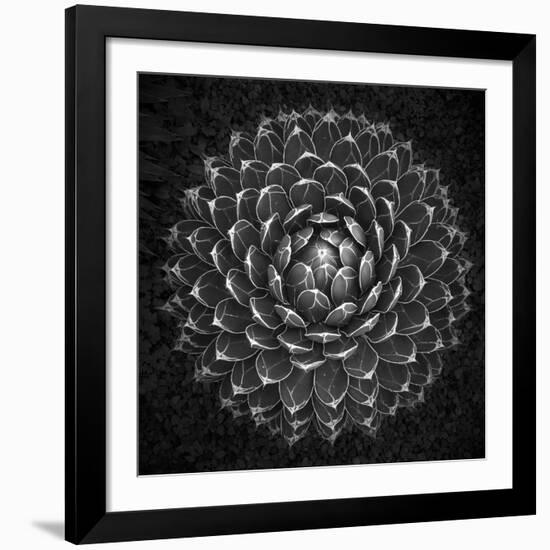 Agave Victoria-Moises Levy-Framed Giclee Print