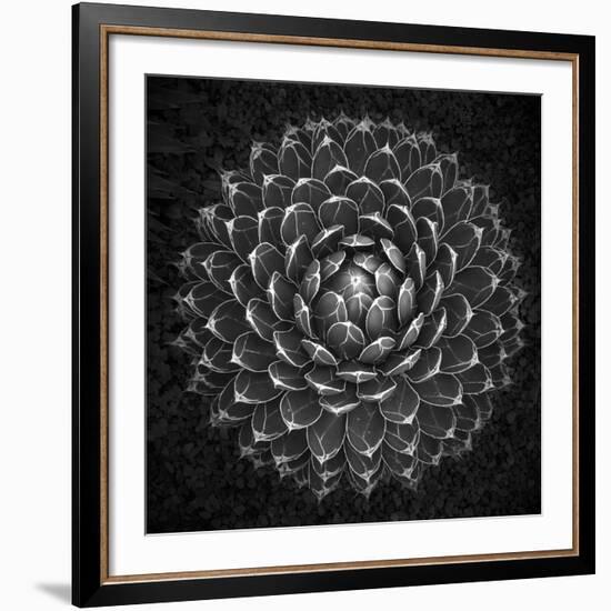 Agave Victoria-Moises Levy-Framed Giclee Print