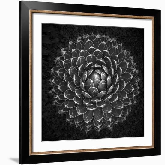 Agave Victoria-Moises Levy-Framed Giclee Print