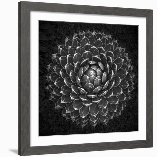 Agave Victoria-Moises Levy-Framed Giclee Print