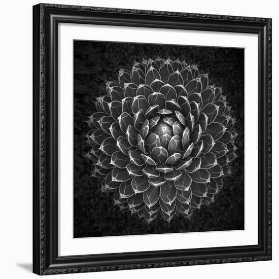 Agave Victoria-Moises Levy-Framed Giclee Print