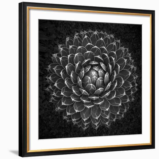 Agave Victoria-Moises Levy-Framed Giclee Print