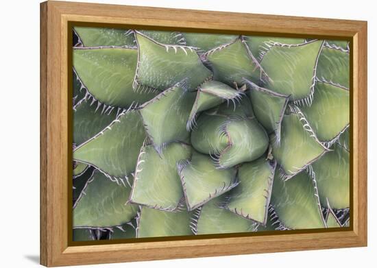 Agave-Rob Tilley-Framed Premier Image Canvas