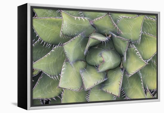 Agave-Rob Tilley-Framed Premier Image Canvas