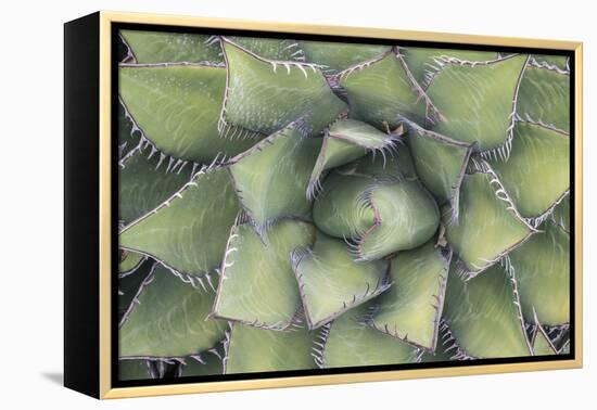 Agave-Rob Tilley-Framed Premier Image Canvas