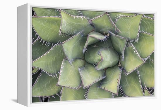 Agave-Rob Tilley-Framed Premier Image Canvas