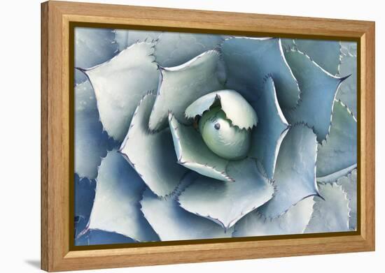 Agave-Rob Tilley-Framed Premier Image Canvas