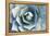 Agave-Rob Tilley-Framed Premier Image Canvas