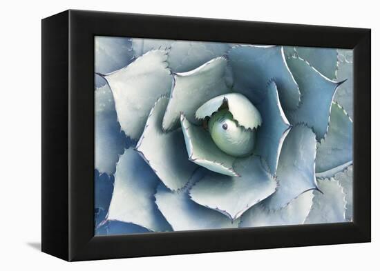 Agave-Rob Tilley-Framed Premier Image Canvas