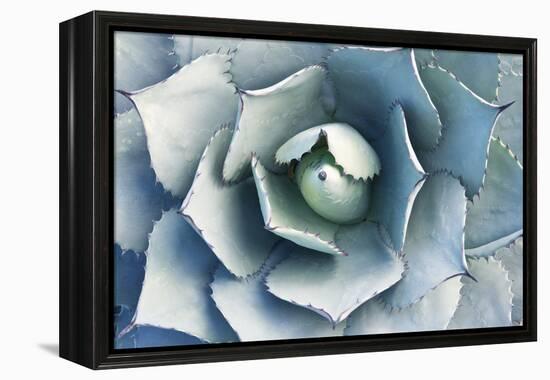 Agave-Rob Tilley-Framed Premier Image Canvas