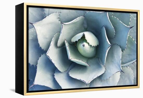 Agave-Rob Tilley-Framed Premier Image Canvas