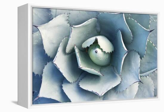 Agave-Rob Tilley-Framed Premier Image Canvas