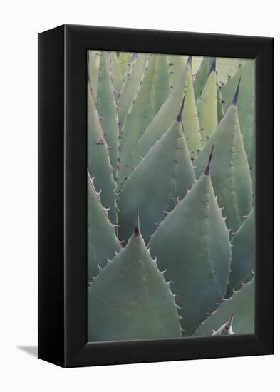 Agave-DLILLC-Framed Premier Image Canvas