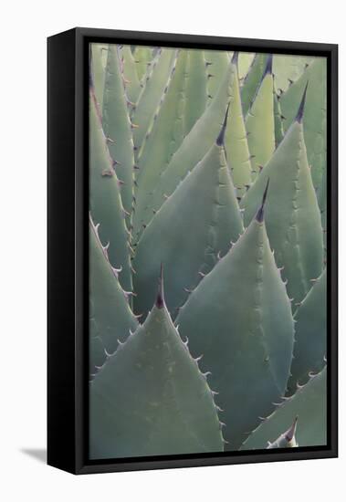 Agave-DLILLC-Framed Premier Image Canvas