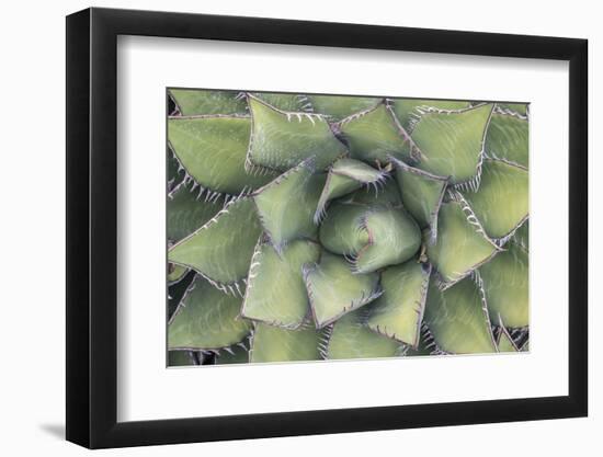 Agave-Rob Tilley-Framed Photographic Print