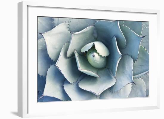 Agave-Rob Tilley-Framed Photographic Print